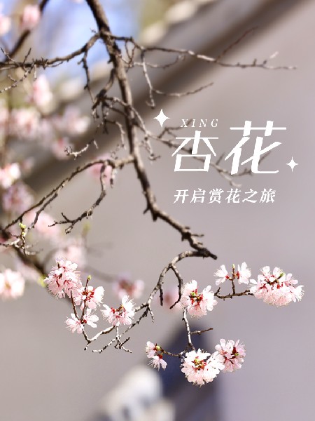 追花指南第六期！杏花雨 楊柳風(fēng) 北京最美的杏花在這里