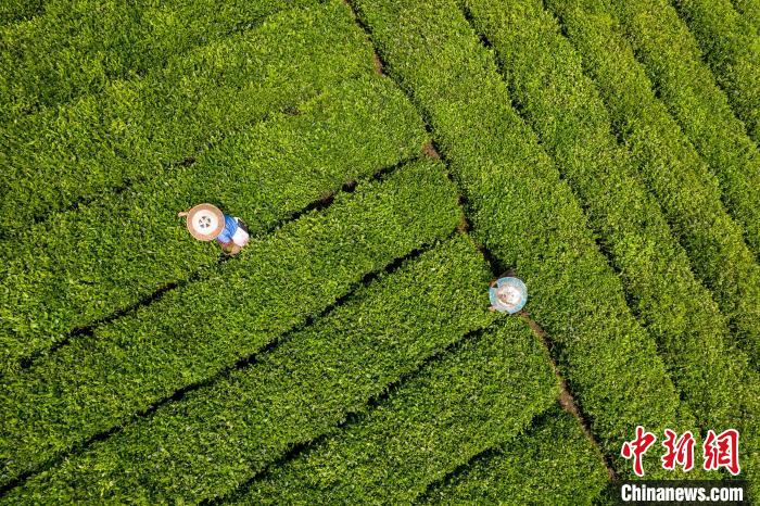 茶農正在采摘新鮮茶葉?！√普?攝