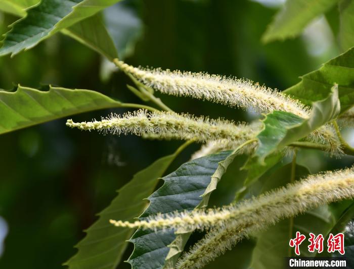 毛茸茸的栗花?！『略破?攝