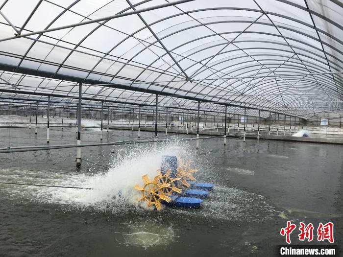 南美白對蝦養殖基地?！∠笊轿r蟹科技小院供圖