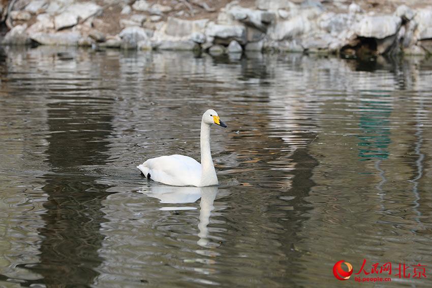 北京動物園水禽湖上，水鳥游弋其中，傳遞春的消息。人民網(wǎng) 尹星云攝
