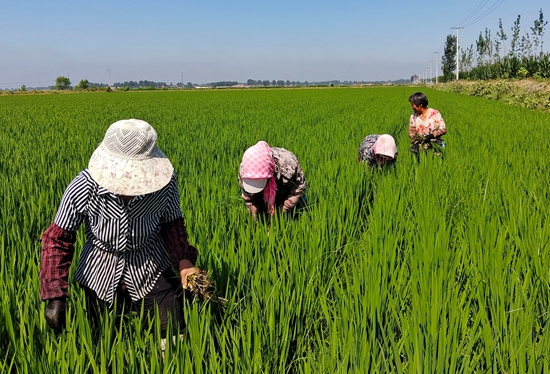 7月15日，農(nóng)民在河北省玉田縣石臼窩鎮(zhèn)王家樓村稻田勞作。 張仁杰攝