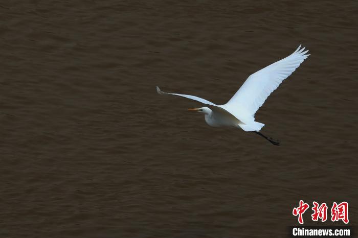 青海“母親河”湟水水質改善引鷺鳥嬉戲