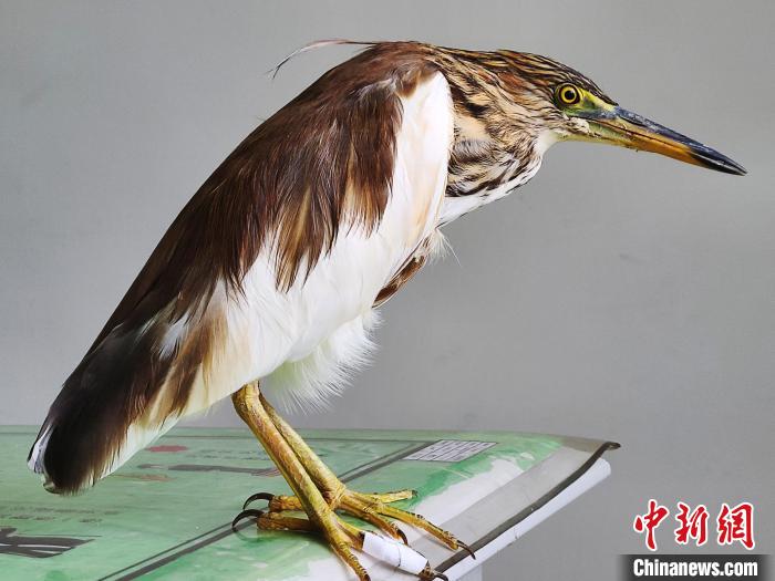 圖為被救助的國(guó)家一級(jí)重點(diǎn)保護(hù)動(dòng)物池鷺。　柳澤田 攝