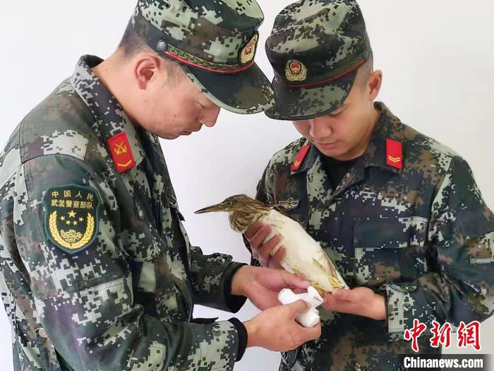 圖為武警官兵正在為國(guó)家一級(jí)重點(diǎn)保護(hù)動(dòng)物池鷺包扎。　柳澤田 攝