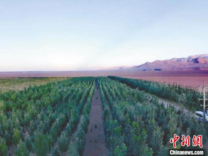 圖為格爾木境內種植的綠樹?！「駹柲救诿襟w中心供圖
