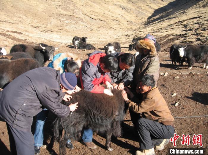 資料圖為研究團隊在青南高原地區開展了牦牛寄生蟲病流行病學和防治技術研究。　 青海省畜牧獸醫科學院供圖