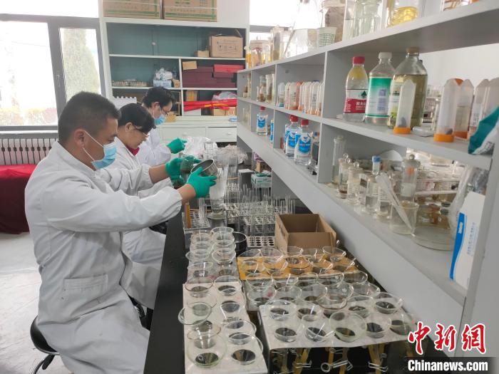 資料圖為研究團隊進行樣本檢查?！?青海省畜牧獸醫科學院供圖