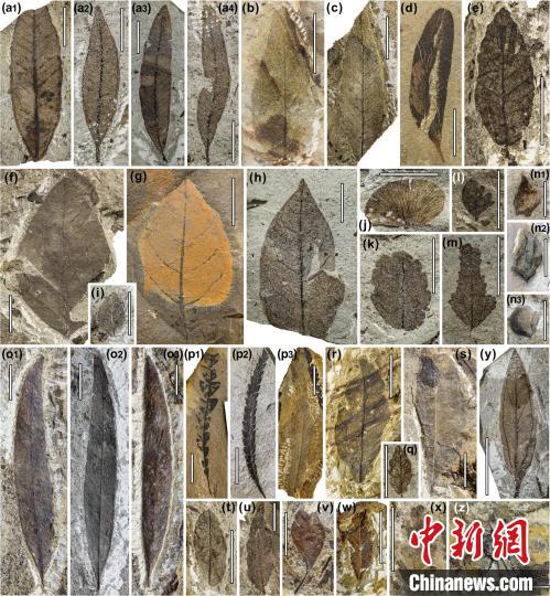 中始新世熱魯化石植物群(4500萬–4000萬年前)?！≈锌圃呵嗖馗咴?供圖