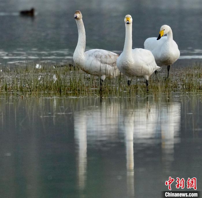圖為三只大天鵝?！±钣穹?攝