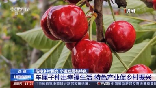 種蘑菇、養駱駝...。。特色產業助力鄉村振興走新路