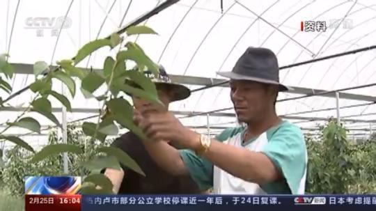 種蘑菇、養駱駝...。。特色產業助力鄉村振興走新路