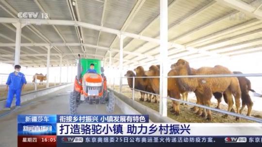 種蘑菇、養駱駝...。。特色產業助力鄉村振興走新路