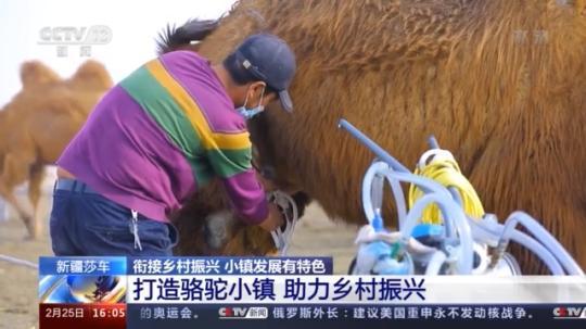 種蘑菇、養駱駝...。。特色產業助力鄉村振興走新路
