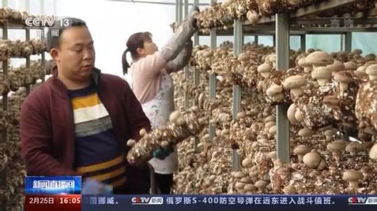種蘑菇、養駱駝...。。特色產業助力鄉村振興走新路