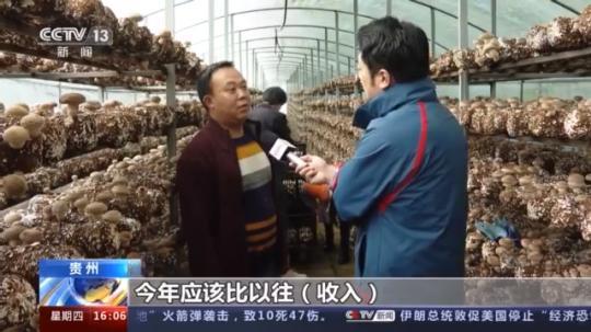 種蘑菇、養駱駝...。。特色產業助力鄉村振興走新路