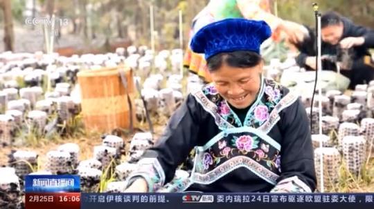 種蘑菇、養駱駝...。。特色產業助力鄉村振興走新路