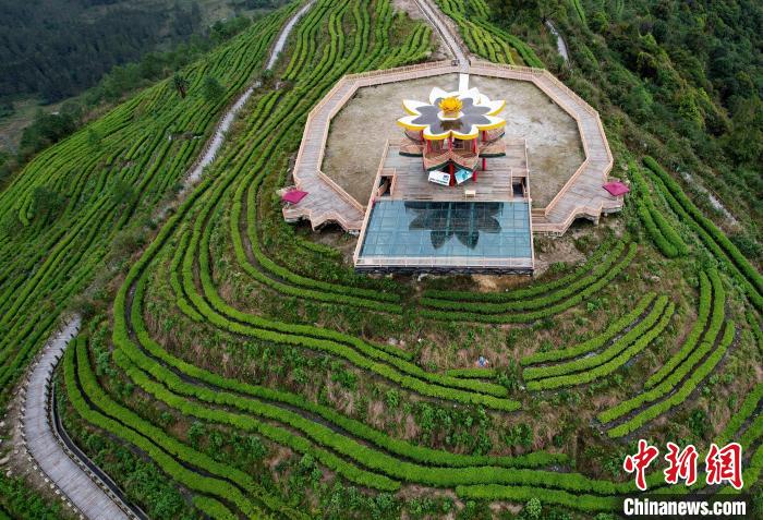 圖為西藏林芝市墨脫縣背崩鄉格林村山頂的景觀茶園。(無人機照片) 李林 攝