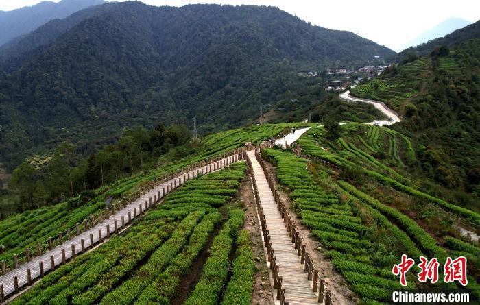 圖為西藏林芝市墨脫縣背崩鄉格林村山頂的景觀茶園。(無人機照片) 李林 攝
