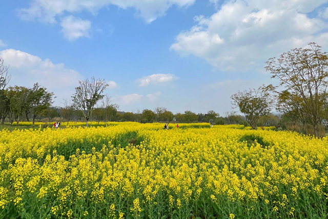 每到油菜花季，就有市民相約到重慶廣陽(yáng)島上踏青賞花。鄒樂(lè)攝