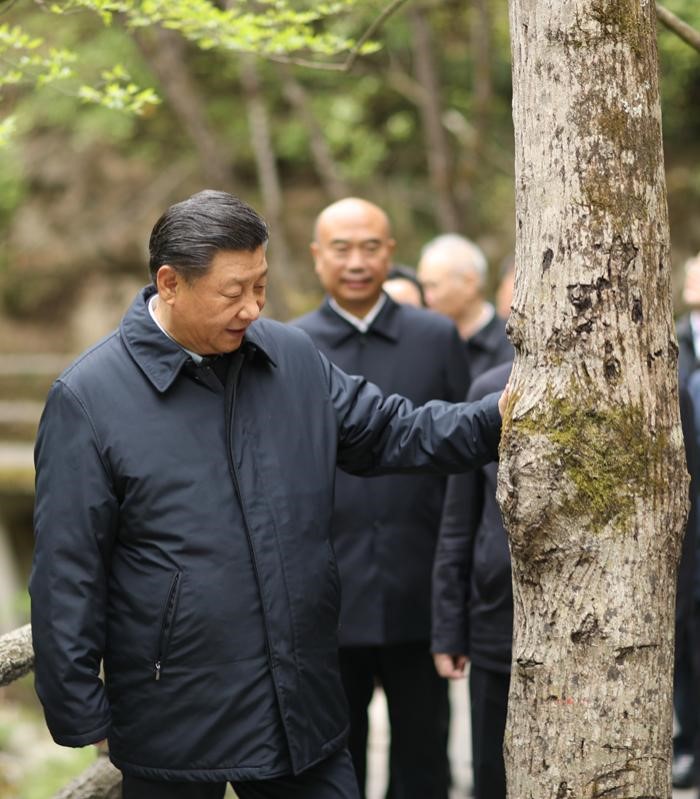 2020年4月20日，中共中央總書記、國家主席、中央軍委主席習近平在陜西考察調研。這是習近平在位于商洛市柞水縣的秦嶺牛背梁國家級自然保護區，考察秦嶺生態保護情況。 新華社記者 鞠鵬 攝