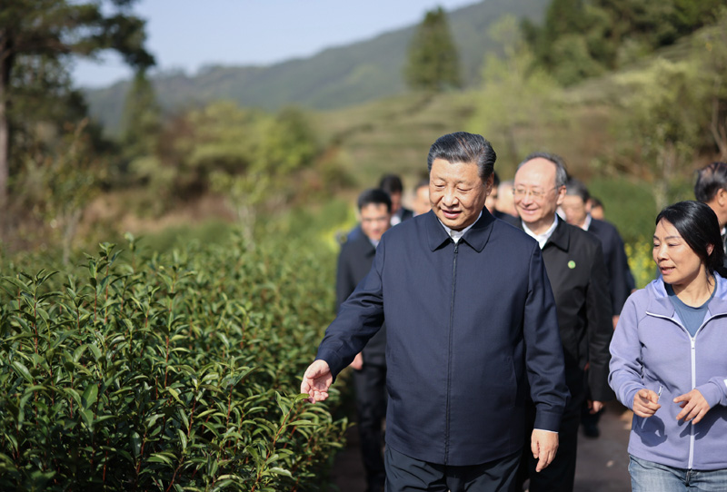 2021年3月22日下午，習(xí)近平在福建省南平市武夷山市星村鎮(zhèn)燕子窠生態(tài)茶園，察看春茶長(zhǎng)勢(shì)，了解當(dāng)?shù)夭璁a(chǎn)業(yè)發(fā)展情況。
