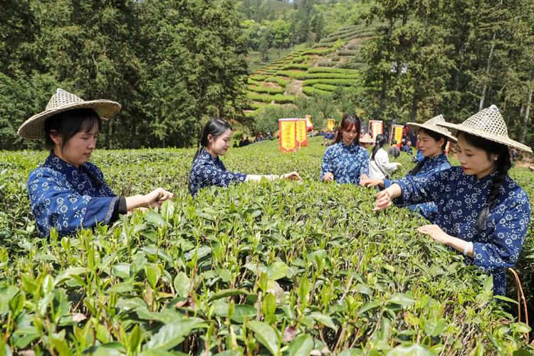 2025年4月13日，福建武夷山市星村鎮(zhèn)朝陽村茶農(nóng)在生態(tài)茶園展示采茶。新華社發(fā)（邱汝泉 攝）