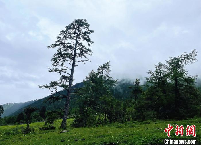 6月10日，魯朗小鎮高山牧場景區風光?！∪轿木?攝