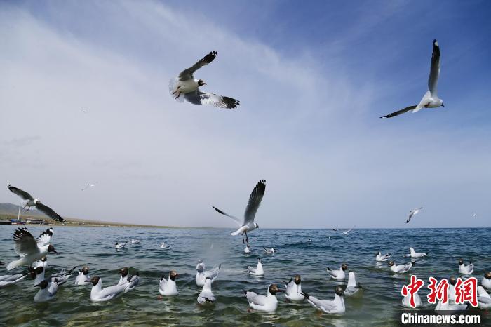 圖為水鳥在青海湖飛翔?！●R銘言 攝