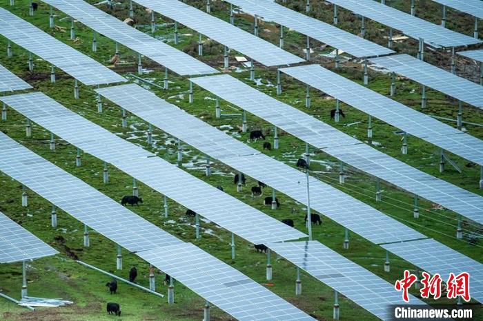柯拉光伏板距地面高度超過1.8米，可滿足植被生長需要，又能保障牛羊放牧空間，實現“牧光”互補。　劉忠俊 攝