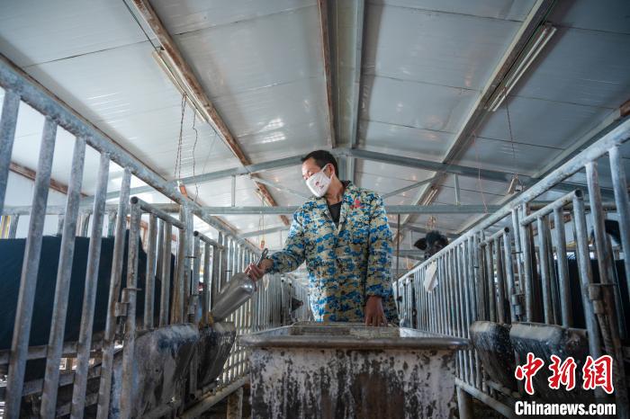 圖為飼養人員喂養西藏林芝藏豬。　何蓬磊 攝