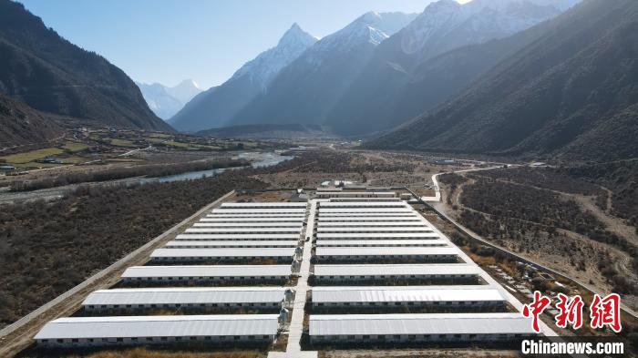 圖為西藏林芝市波密縣的標準化、產業化藏豬養殖基地。　江飛波 攝