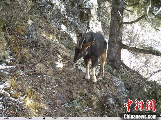 圖為相同位點(diǎn)記錄到的國(guó)家二級(jí)重點(diǎn)保護(hù)野生動(dòng)物—中華鬣羚?！≈袊?guó)科學(xué)院昆明動(dòng)物研究所提供
