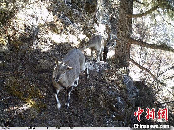 圖為相同位點(diǎn)記錄到的雪豹主要獵物—巖羊?！≈袊?guó)科學(xué)院昆明動(dòng)物研究所提供