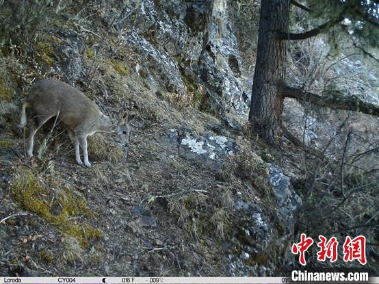 圖為相同位點(diǎn)記錄到的國(guó)家一級(jí)重點(diǎn)保護(hù)野生動(dòng)物—馬麝。　中國(guó)科學(xué)院昆明動(dòng)物研究所提供