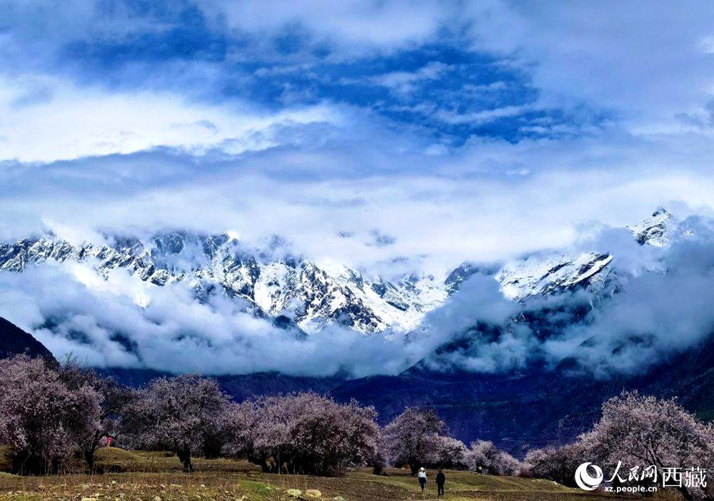 雪山下的桃花。人民網(wǎng) 李海霞攝