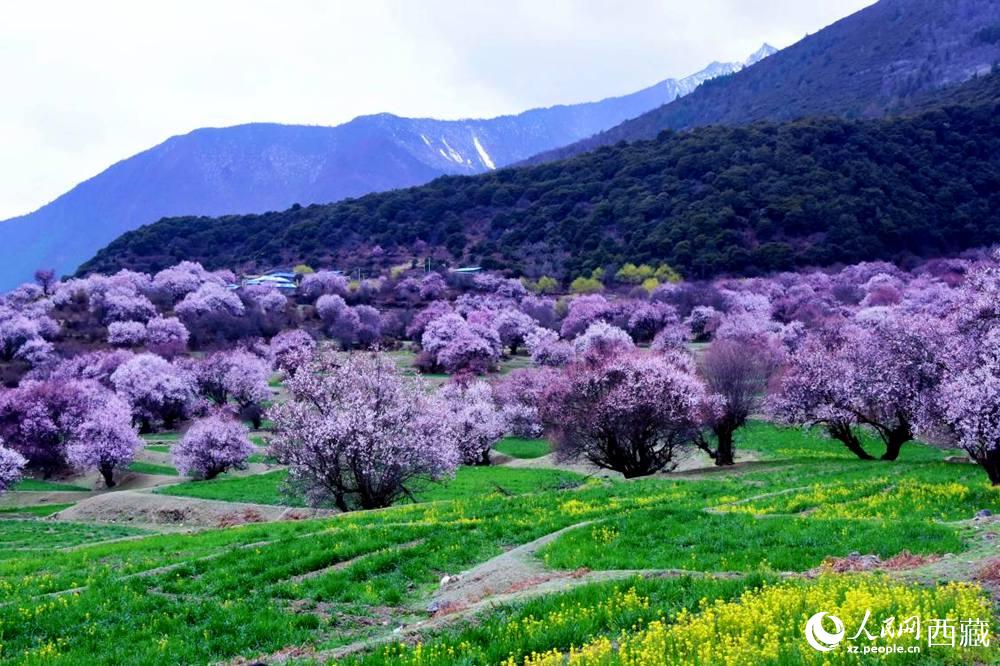 一樹樹野桃花開得正艷。人民網(wǎng) 李海霞攝