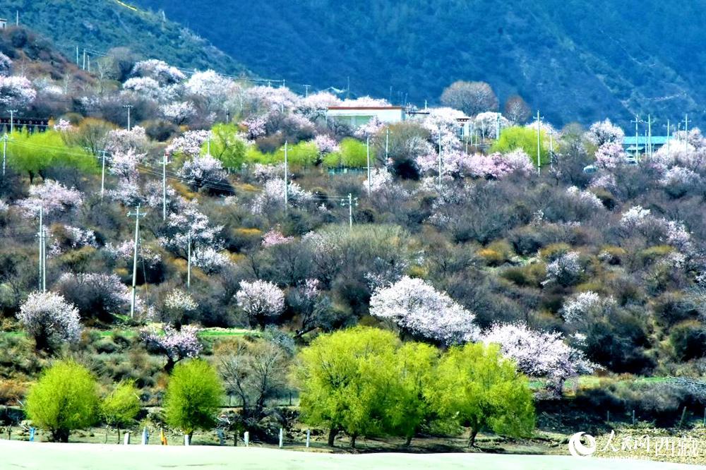 村莊掩映在桃花林中。人民網(wǎng) 李海霞攝
