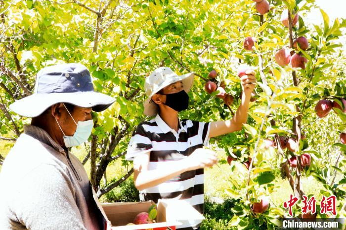 圖為西藏阿里札達(dá)縣底雅鄉(xiāng)村民在自家果園采摘果實(shí)。　阿旺扎西 攝