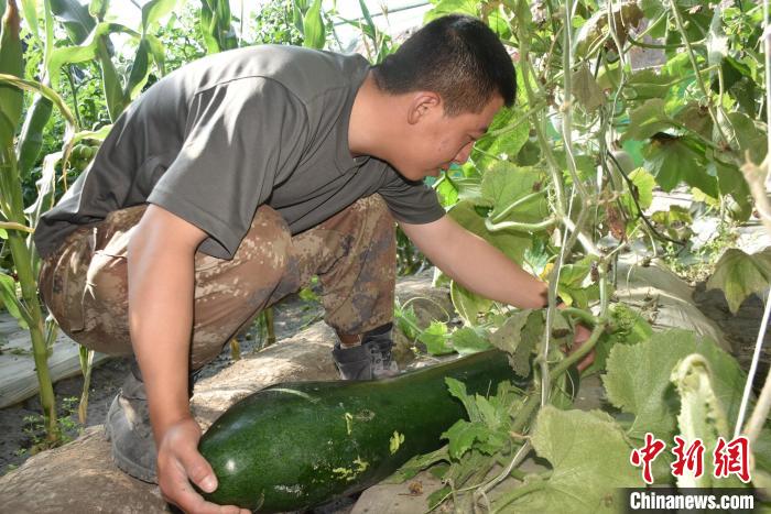 圖為阿里軍分區(qū)某邊防團(tuán)官兵在溫室摘菜。　陳嘯岳 攝
